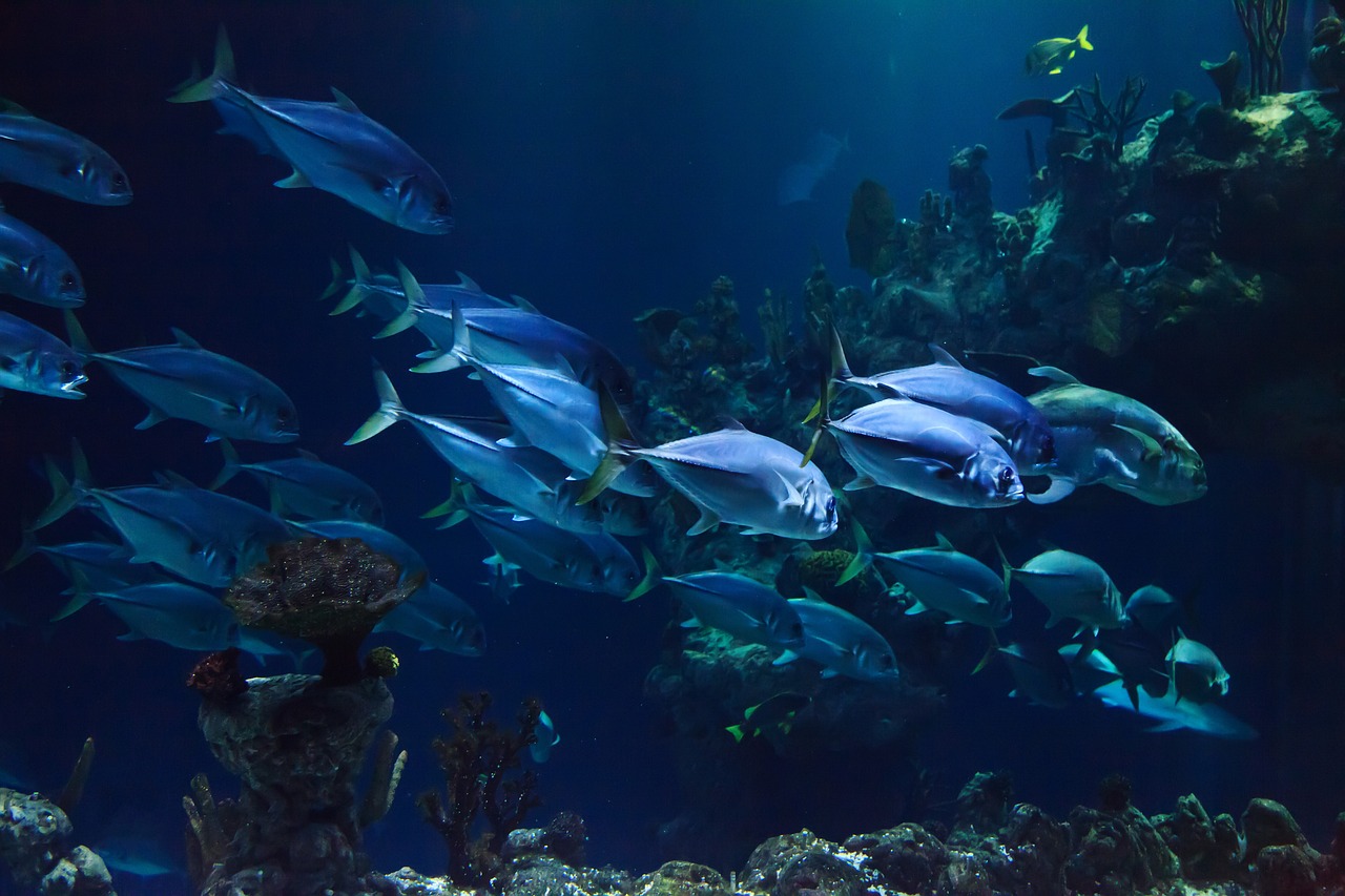 FishCon Hintergrund